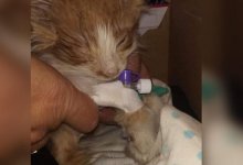 Замучили котят до смерти: полиция опровергла версию о детях-живодерах в Караганде