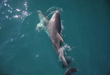 Жан-Мишель Кусто обратился к Президенту Казахстана