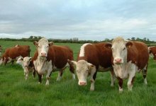 Павлодарские аграрии купили на 200 млн тенге несуществующих коров