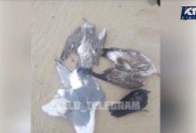Причину массовой гибели чаек назвали в Актобе
