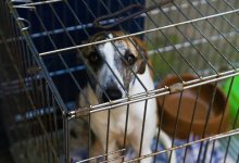 Изнасилованным собакам в Нур-Султане проведут повторную экспертизу