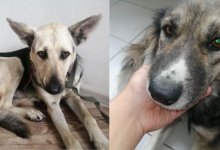 Изнасилование четырех собак в Нур-Султане: директора "Астана-Ветсервис" отстранили от работы