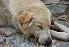 Бродячие животные: почему, делая добро, люди иногда причиняют зло собакам