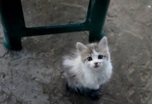 В жилом массиве Нур-Султана до смерти замучили котенка