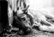 Живодеры забили гвозди в голову собаке в Усть-Каменогорске