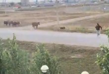 Нападение коров на человека. Владельцев животных нашла полиция