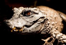 Детеныша крокодила выгуливала девушка на Кок-Тобе