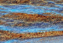 Из высыхающего водоема в ВКО выловили рыбу и переселили в реку