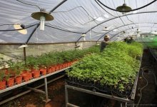 Завод по переработке конопли хотят построить в Жамбылской области