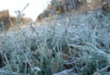 Заморозки ожидаются на юге Казахстана 19 сентября