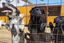 Видеокамеры установили в приюте для животных «Астана-Ветсервис»