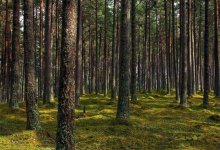 Мертвым нашли пропавшего мужчину в лесном массиве Уральска