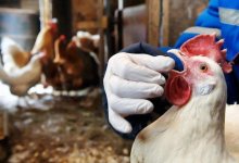 В пяти областях Казахстана зафиксирован падеж птиц, в четырех из них подтвержден птичий грипп