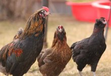 Три села закрыли на карантин в Костанайской области