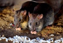 Жильцам частных домов в Нур-Султане раздадут яд для борьбы с грызунами