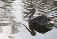 В зоопарке Алматы вакцинировали птиц