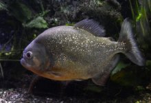 Пиранью с человеческими зубами выловили в Шымкенте