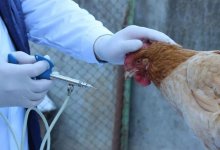 Карантин из-за птичьего гриппа ввели в трех поселках Карагандинской области