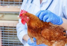 Птичий грипп официально подтвердили в Костанайской области