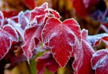 Заморозки ожидаются в Казахстане в начале октября