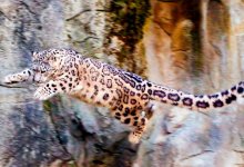 Снежный барс впервые попал на видео в нацпарке «Алтын Эмель»