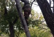 В Караганде мальчик полез на дерево за деньгами и застрял на опасной высоте