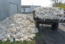 Полмиллиона кур погибли от птичьего гриппа в Казахстане