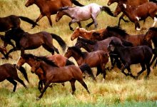 Стало известно, почему массово гибнут лошади на юге Казахстана