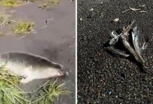 Экологическая катастрофа на Камчатке: берег Тихого океана усеян трупами животных