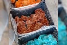 Крашеными цыплятами торговали на одном из рынков Казахстана