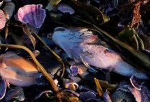 Экокатастрофу на Камчатке расследует Greenpeace