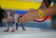 Какие животные могут заразиться коронавирусом, рассказали ученые