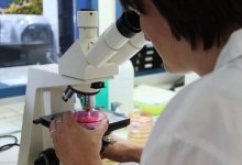 Шансов на коллективный иммунитет к коронавирусу больше нет, заявили вирусологи