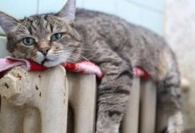 Тарифы на тепло в Нур-Султане могут поднять на 30%