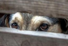 Заколол вилами соседскую собаку: жителю Атырау вынесли приговор