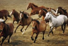 Мужчину с табуном украденных лошадей поймали в степи