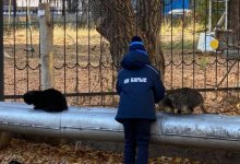 Накормил бездомных животных: поступок юного мальчика восхитил астанчан