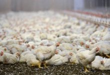 Когда в Казахстане победят птичий грипп. Прогноз