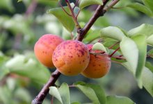 Алматинцы смогут выбрать места для посадки деревьев