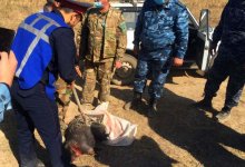 Браконьеры убили индийского дикобраза в Жамбылской области