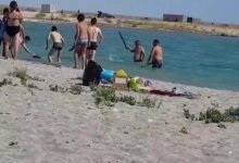 Полицейские Мангистау не будут расследовать дело об избиении тюленя