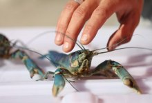 В Капчагае есть уникальный рыбопромышленный комплекс. Для чего он нужен и как он работает