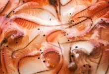 Тонну рачков изъяли полицейские у браконьеров в СКО