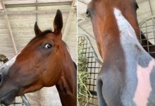 Лошадь в честь Головкина назвали в США