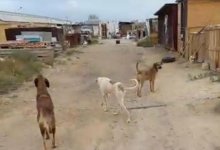 Приют для собак ограбили в Актау