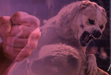 Не для слабонервных: в Мангистау устроили жестокие бои собак