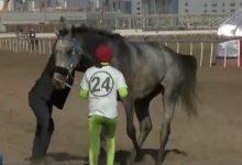 Скакуна загнали до смерти на турнире в Нур-Султане