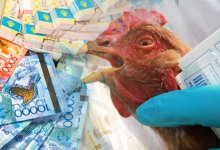 В Казахстане не хватает денег на компенсации пострадавшим от птичьего гриппа фермерам