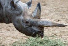 Умерла старейшая в мире самка черного носорога