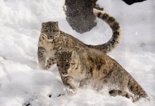Казахстан отмечает День снежного барса
